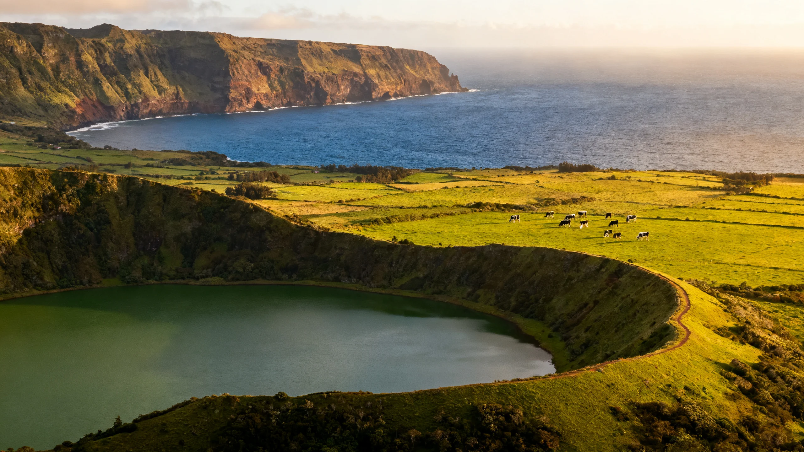 A photograph showing a typical São Miguel scene mixing the main attractions, with the green crater lake of Sete Cidades visible in the foreground, lush green pasture with grazing dairy cows in the middle distance, and the deep blue Atlantic ocean meeting the dramatic volcanic coastline in the background, soft afternoon light