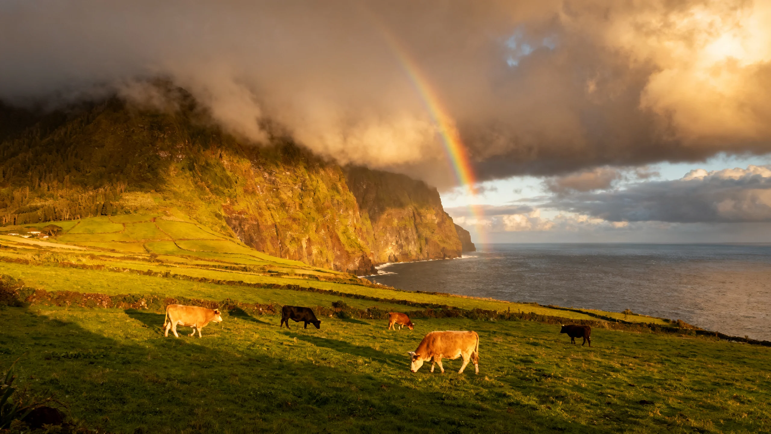 Météo atlantique spectaculaire au-dessus d'une falaise côtière à São Miguel, Açores, avec nuages bas et brume arrivant de l'océan, arc-en-ciel se formant sur les pâturages verts en arrière-plan, lumière dorée de fin d'après-midi perçant les nuages par endroits